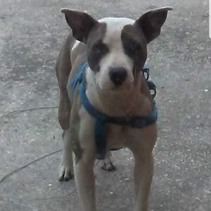 Meet your Posher, Carlton